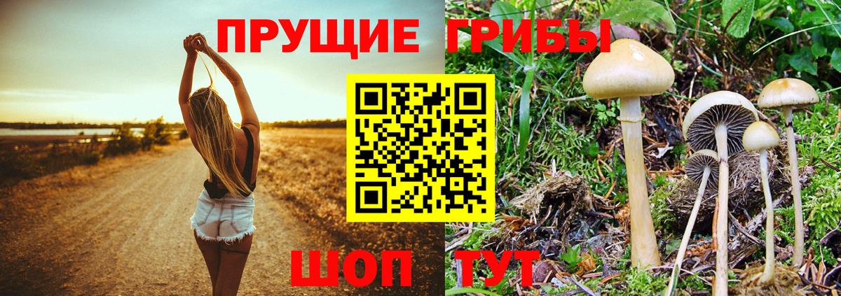 Заводоуковск  Галлюциногенные грибы мицелий  Вход с VPN 